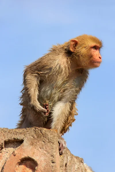 Wet Rhesus macaque sitting on a stone wall in Jaipur, Rajasthan, — Stock Photo, Image