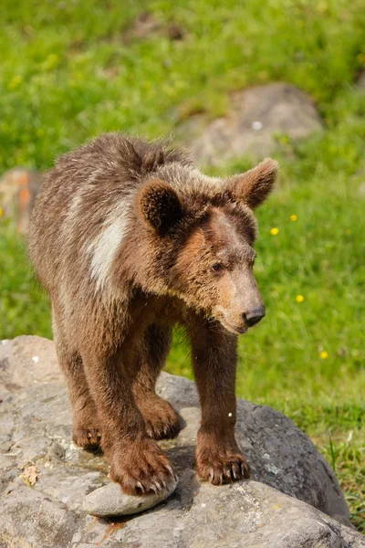Young Grizzly medvěd hnědý (Ursus arctos) — Stock fotografie