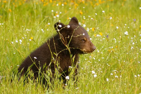 Baby Amerikaanse zwarte beer — Stockfoto