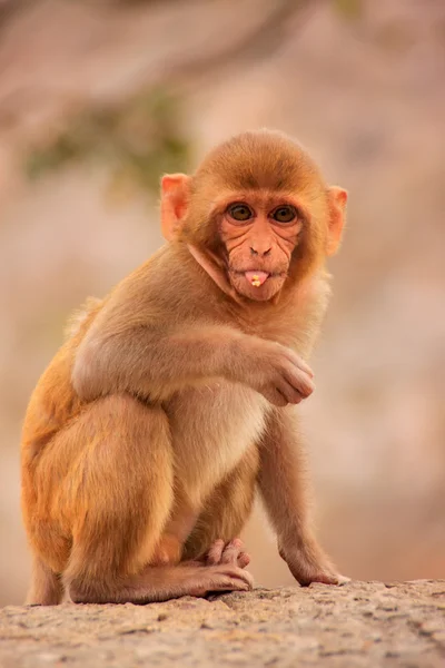 Joven Rhesus macaque sentado cerca del templo de Galta en Jaipur, Rajast —  Fotos de Stock