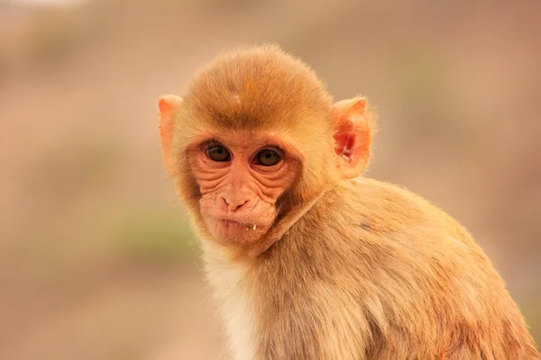 Retrato de Rhesus macaque (Macaca mulatta) — Fotografia de Stock