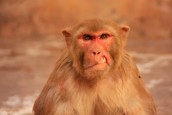 Retrato de macaco ferido Rhesus sentado perto do Templo de Galta em — Fotografia de Stock