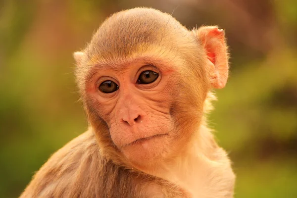 Portret makaka (Macaca mulatta)) — Zdjęcie stockowe