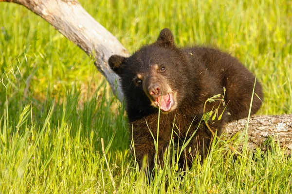 Чёрный медвежонок — стоковое фото