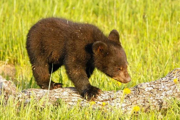 Bebê urso negro americano — Fotografia de Stock