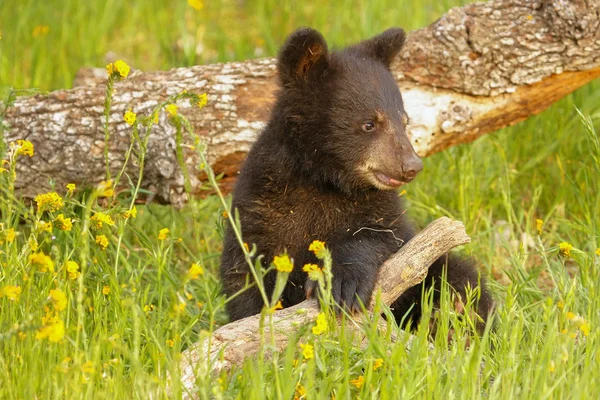 Baby amerykański black bear — Zdjęcie stockowe