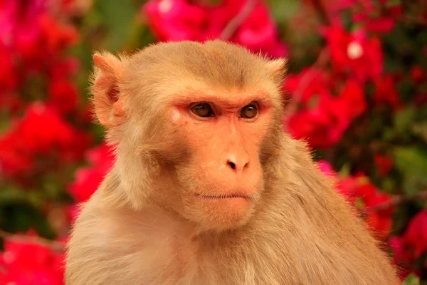 Retrato de Rhesus macaque (Macaca mulatta) — Fotografia de Stock