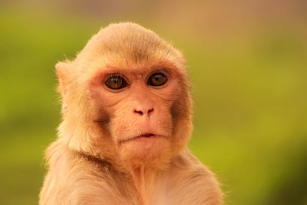 Portret makaka (Macaca mulatta)) — Zdjęcie stockowe