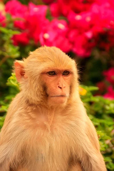 Portret makaka (Macaca mulatta)) — Zdjęcie stockowe