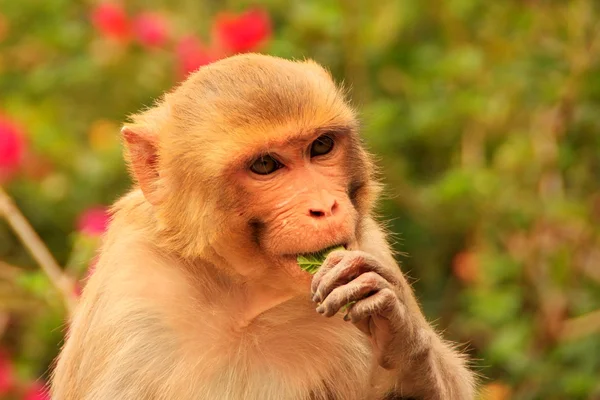 Retrato de Rhesus comiendo macaco — Foto de Stock