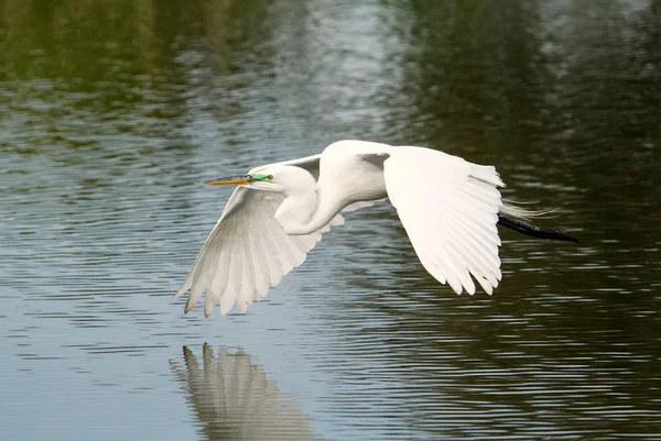 Grote zilverreiger (ardea alba) tijdens de vlucht — Stockfoto