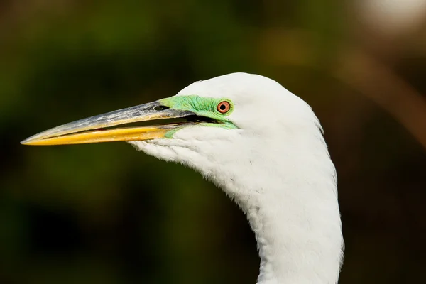 Portrait of Great egret in breeding colors — Stock Photo, Image