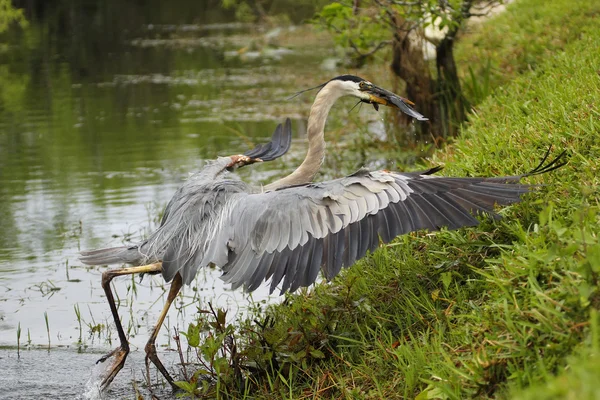 Great blue heron with a catch — Stock Photo, Image