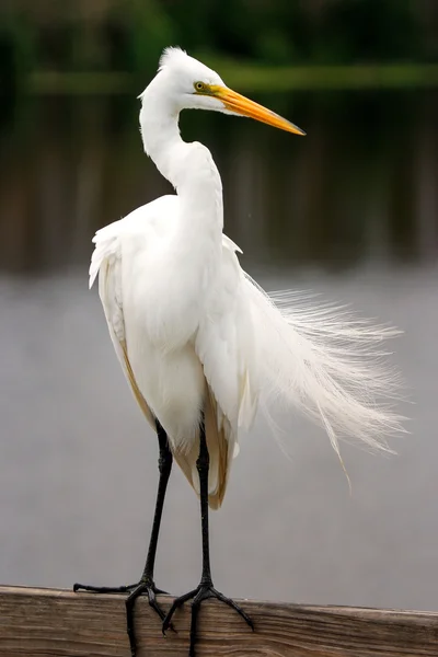 Wielki egret z użery hodowlanej — Zdjęcie stockowe