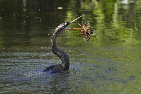 Anhinga swimming in a river — Stock Photo, Image