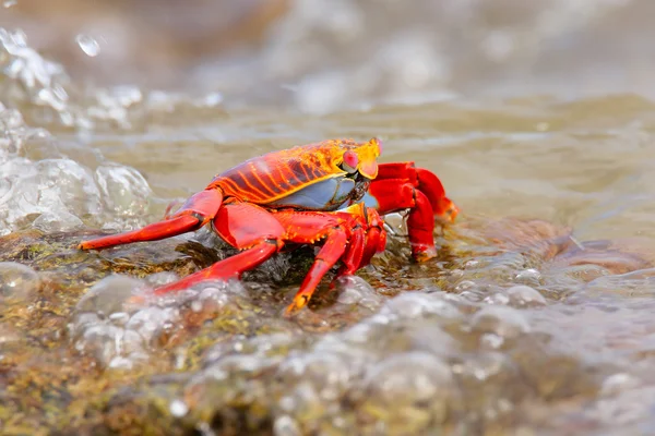 Sally Leichtfuß-Krabbe auf chinesischer Hutinsel, Galapagos-Nationalpark — Stockfoto