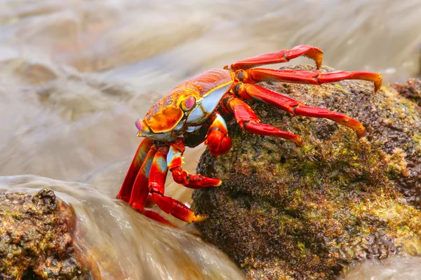 Sally crabe des pieds légers se nourrissant sur l'île de chapeau chinois, Galapagos Na — Photo