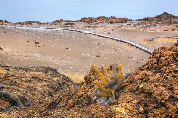 Lava cactus groeit op Bartolome eiland in Galapagos Nationaal Pa — Stockfoto