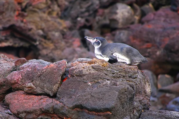 Pingüino de Galápagos acostado en rocas en la isla Bartolomé, Galápagos — Foto de Stock