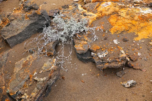 Colchão cinzento crescendo na ilha de Bartolome em Galápagos National — Fotografia de Stock