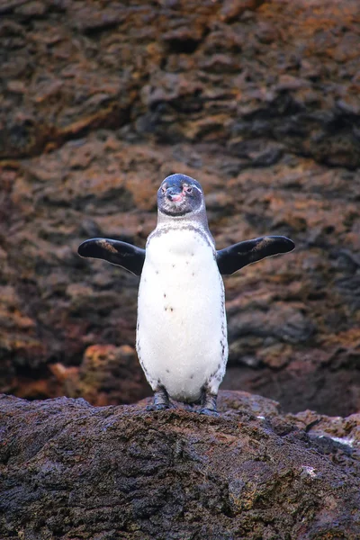 Pingüino de Galápagos de pie sobre rocas, Isla Bartolomé, Galápagos — Foto de Stock