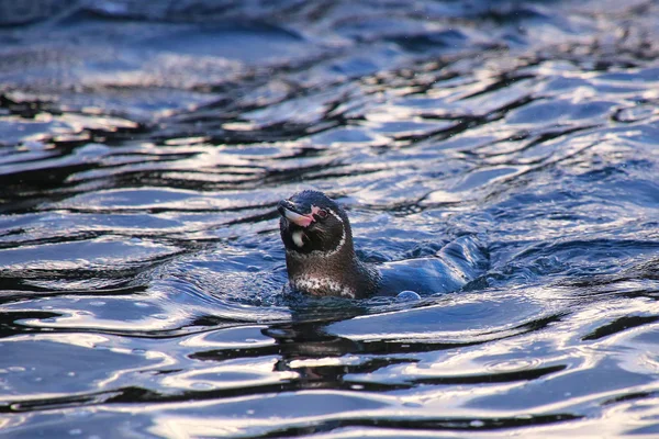 Ο πιγκουίνος Γκαλαπάγκος κολυμπάει κοντά στο νησί Βαρθολομητήριο, Γκαλαπάγκος Nati — Φωτογραφία Αρχείου