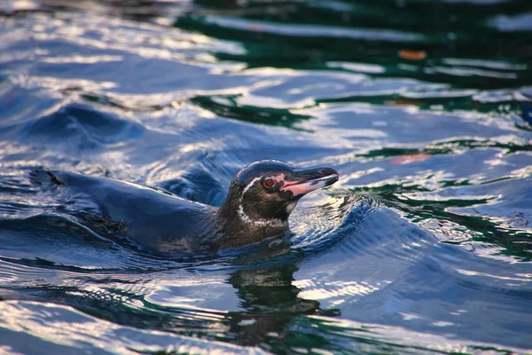 Galapagos-Pinguin schwimmt nahe der Insel Bartolome, galapagos nati — Stockfoto