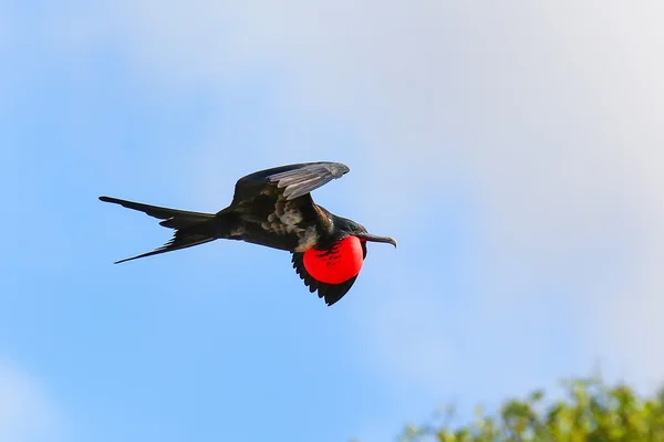 Mężczyzna wielki Frigatebird pływające w błękitne niebo, Galapagos Narodowy PA — Zdjęcie stockowe