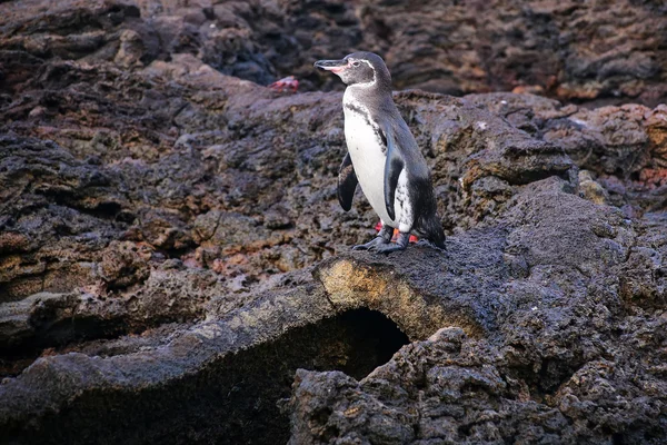 Galapagos Penguin standing on top of the lava tube on Bartolome