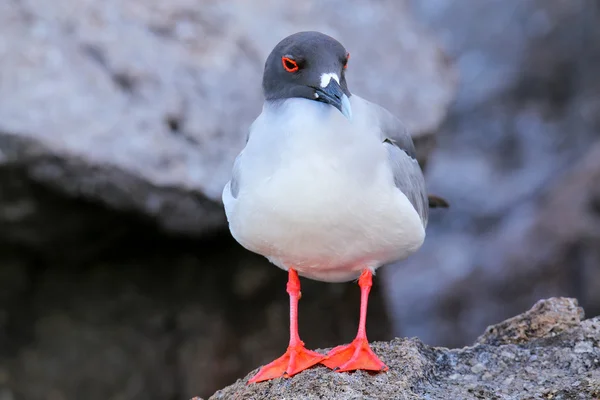 ブリーチズ ガル ヘノベサ島、ガラパゴス国立公園, — ストック写真