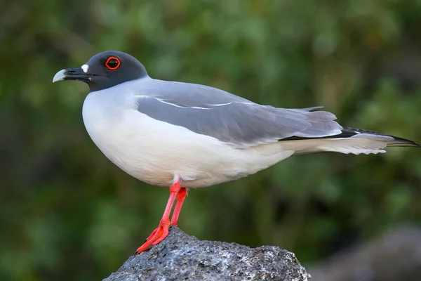 Swallow-tailed Gull on Genovesa island, Galapagos National Park, — Stock Photo, Image