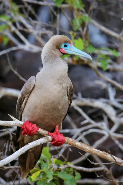 红脚鲣鸟在 Genovesa 岛，加拉帕戈国家公园，Ec — 图库照片