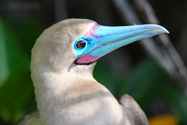 Retrato de Booby de patas rojas (Sula sula ) — Foto de Stock