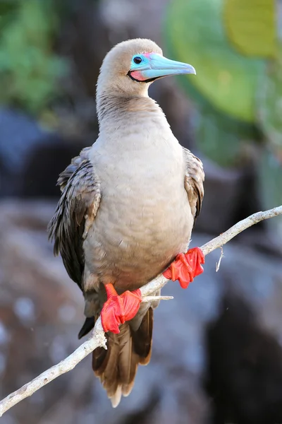 Booby de patas rojas en la isla Genovesa, Parque Nacional Galápagos, Ec — Foto de Stock