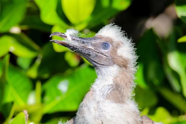 Polluelo booby patas rojas, en la isla Genovesa, Galápagos Nacional P — Foto de Stock