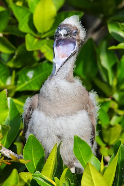 Chica boba de patas rojas en la isla Genovesa, Galápagos National Pa — Foto de Stock