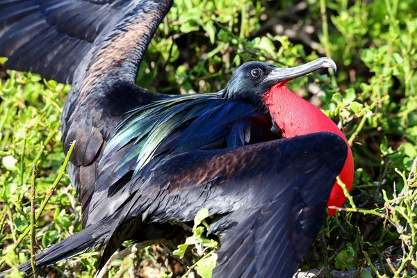 Masculino Gran Frigatebird (Fregata minor) mostrando — Foto de Stock