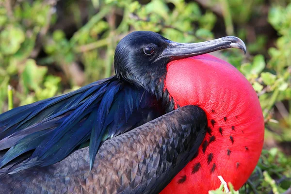 Portrait of male Great Frigatebird — Stock Photo, Image