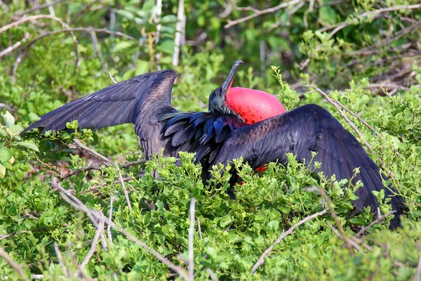 Male Great Frigatebird (Fregata minor) displaying — Stock Photo, Image