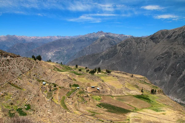 Stepped terraces in Colca Canyon in Peru — Stock Photo, Image