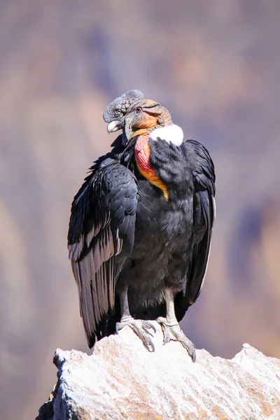 Condor andino sentado no Mirador Cruz del Condor em Colca Canyon — Fotografia de Stock