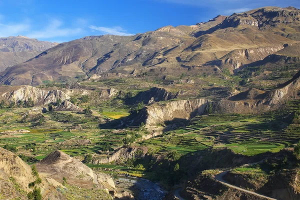 Terrazas escalonadas en el Cañón del Colca en Perú — Foto de Stock