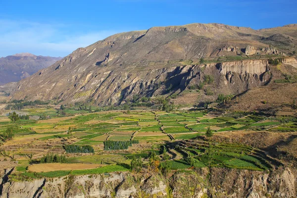 Terrazas escalonadas en el Cañón del Colca en Perú — Foto de Stock