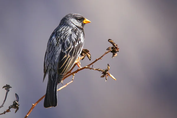 Sierra-Finch de luto em uma árvore em Colca Canyon, Peru . — Fotografia de Stock