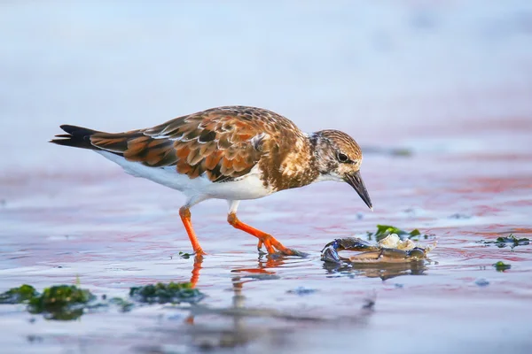 ペルーのパラカス湾の海岸にあるラディ・ターンストーン — ストック写真