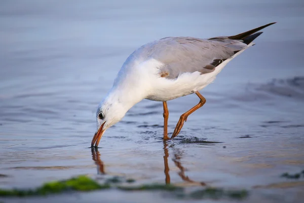 Grijshoofdige meeuw op een strand in Abancay, Peru — Stockfoto