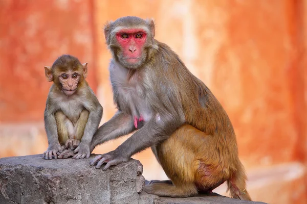 Rhésus macaque avec un bébé assis près du temple Galta à Jaipur , — Photo