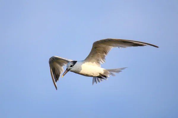 Sandwich Tern volando sobre la Bahía de Paracas, Perú — Foto de Stock