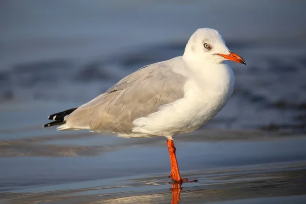 Mouette à tête grise sur une plage de la baie de Paracas, Pérou — Photo