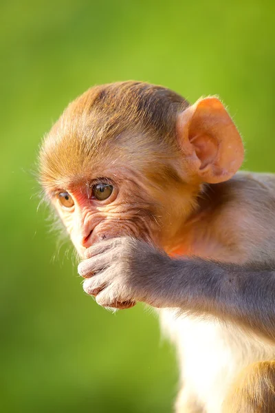 Retrato de Rhesus comiendo macaco —  Fotos de Stock